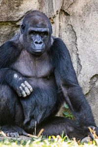 Portrait of man sitting outdoors