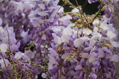 Close-up of purple flowering plants