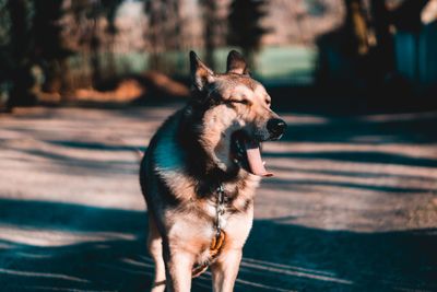 Dog looking away while standing outdoors