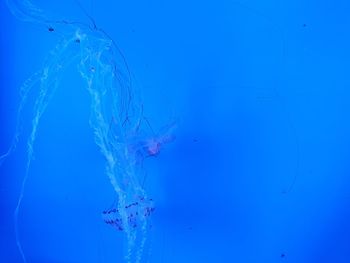 Close-up of jellyfish against blue sky