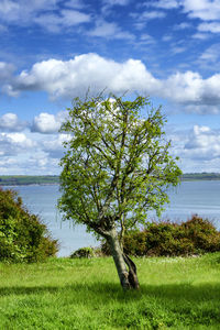 Tree by sea against sky