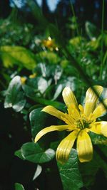 Close-up of plant