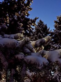 Trees against sky