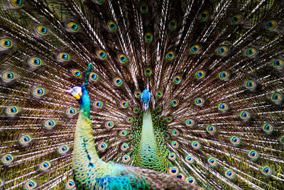 Peacocks are one of the animal collections in taman safari bogor, indonesia