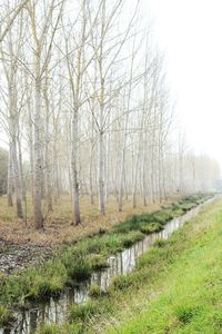 Bare trees in forest