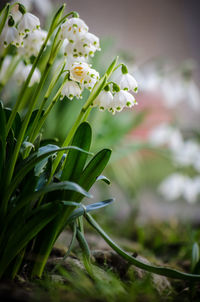 Close-up of white flowering plant