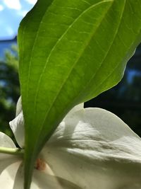 Close-up of plant