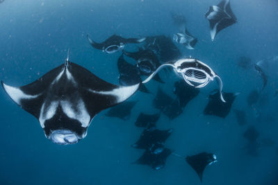 Wide angle view of a school of manta rays, baa atoll