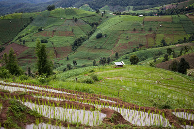 Scenic view of agricultural field