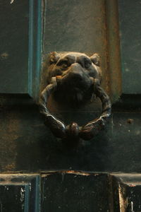 Close-up of lion in cage at home