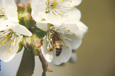 Close-up of insect on white flower