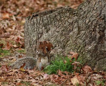 Squirrel on tree trunk