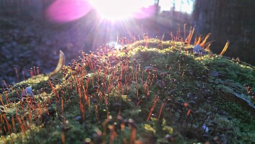 Close-up of plants on field against sky