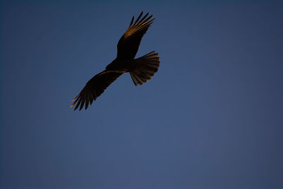 Low angle view of eagle flying against clear sky