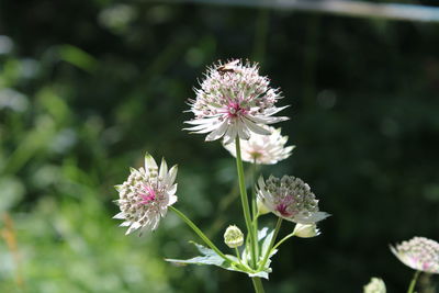 Close-up of pink flowering plant