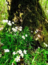 Close-up of flowers growing on tree