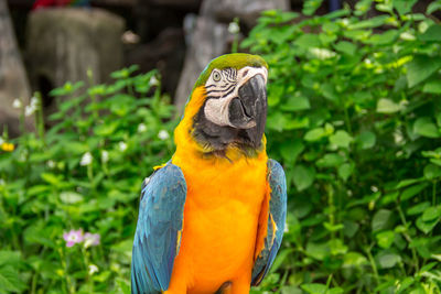 Close-up of parrot perching on branch