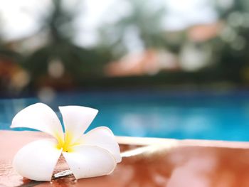 Close-up of frangipani on swimming pool