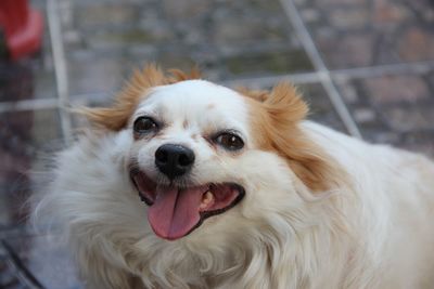 Close-up portrait of dog