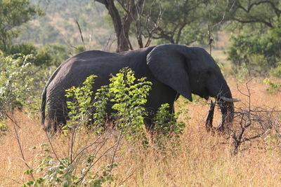 Elephant in a forest