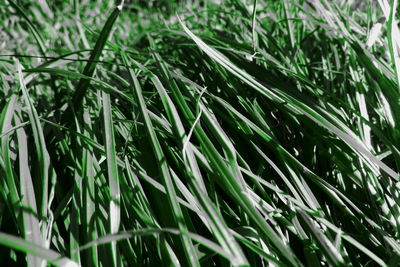 High angle view of grass growing on field