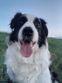 Close-up portrait of dog on field