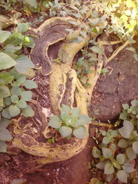 Close-up of lizard on plant