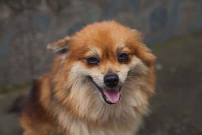 Close-up portrait of dog