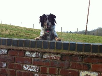 Dog on grass against clear sky