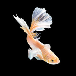 Close-up of fish against black background