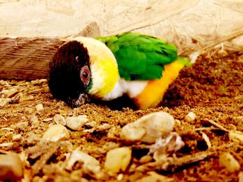 Close-up of a parrot