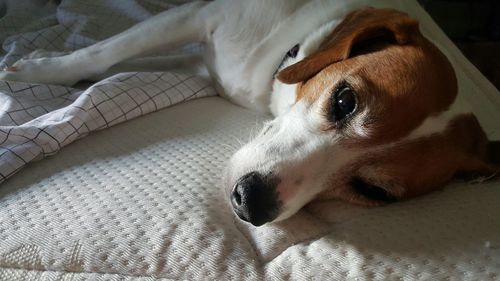 Close-up portrait of dog relaxing on bed at home