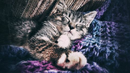 Close-up of cat