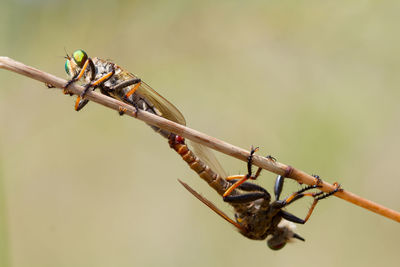 Close-up of insect on twig