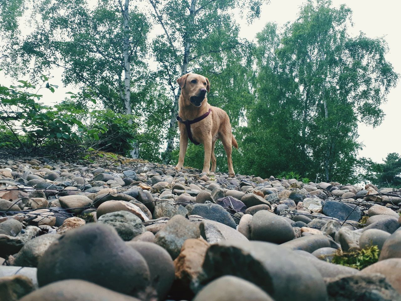 DOG STANDING ON ROCK