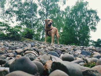 Full length of a dog standing on rock