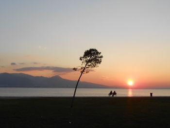 Tree on sand by beach with people sitting on bench in distant