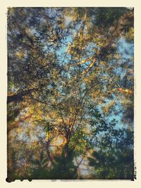 Low angle view of trees against sky during autumn