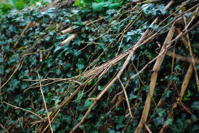 Close-up of bamboo plants on field in forest