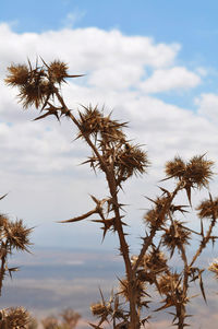 Low angle view of thistle against sky