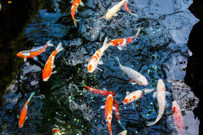 Fish swimming in pond