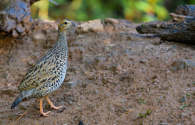 Close-up of bird