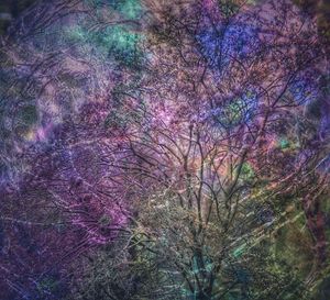 View of trees in forest at night