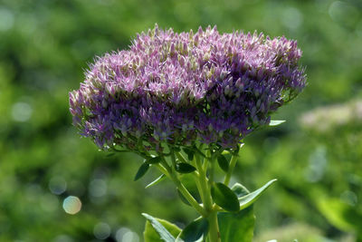 Close-up of purple flowering plant