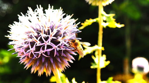 Close-up of bee pollinating on flower