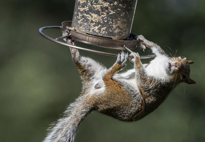 Close-up of squirrel on a tree