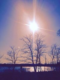 Sun shining through trees