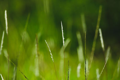 Close-up of grass growing on field
