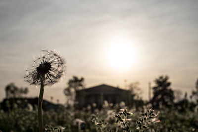 Close-up of flowering plant on field against sky