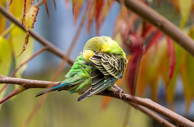 Budgerigar - melopsittacus undulatus - cleaning his feathers